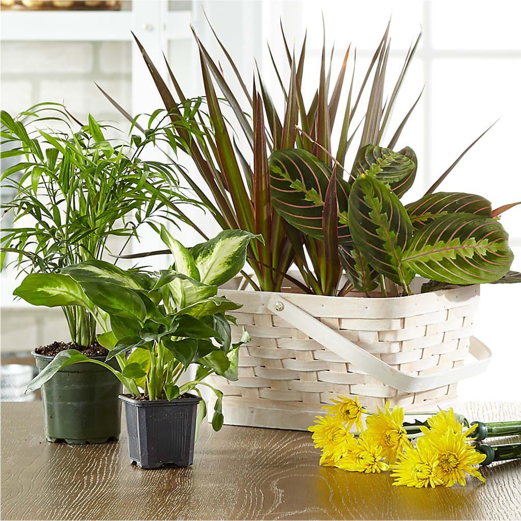 Florist Designed Blooming and Green Plants in a Basket – Abell Flower Shop, Abernathy TX