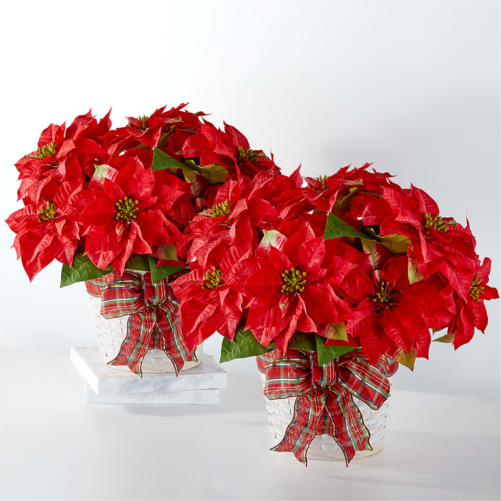 Happiest Holidays Poinsettia Bundle – Abell Flower Shop, Abernathy TX