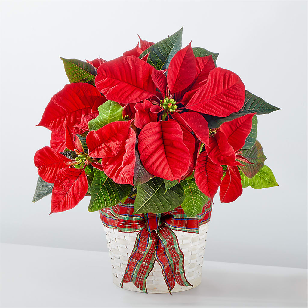 Happiest Holidays Poinsettia – Abell Flower Shop, Abernathy TX