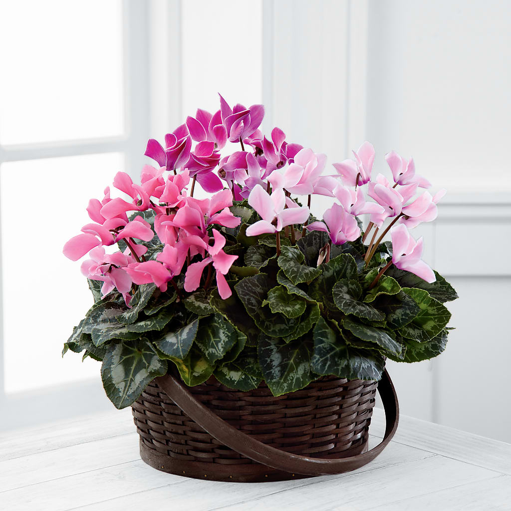 Mixed Cyclamen Planter – Abell Flower Shop, Abernathy TX