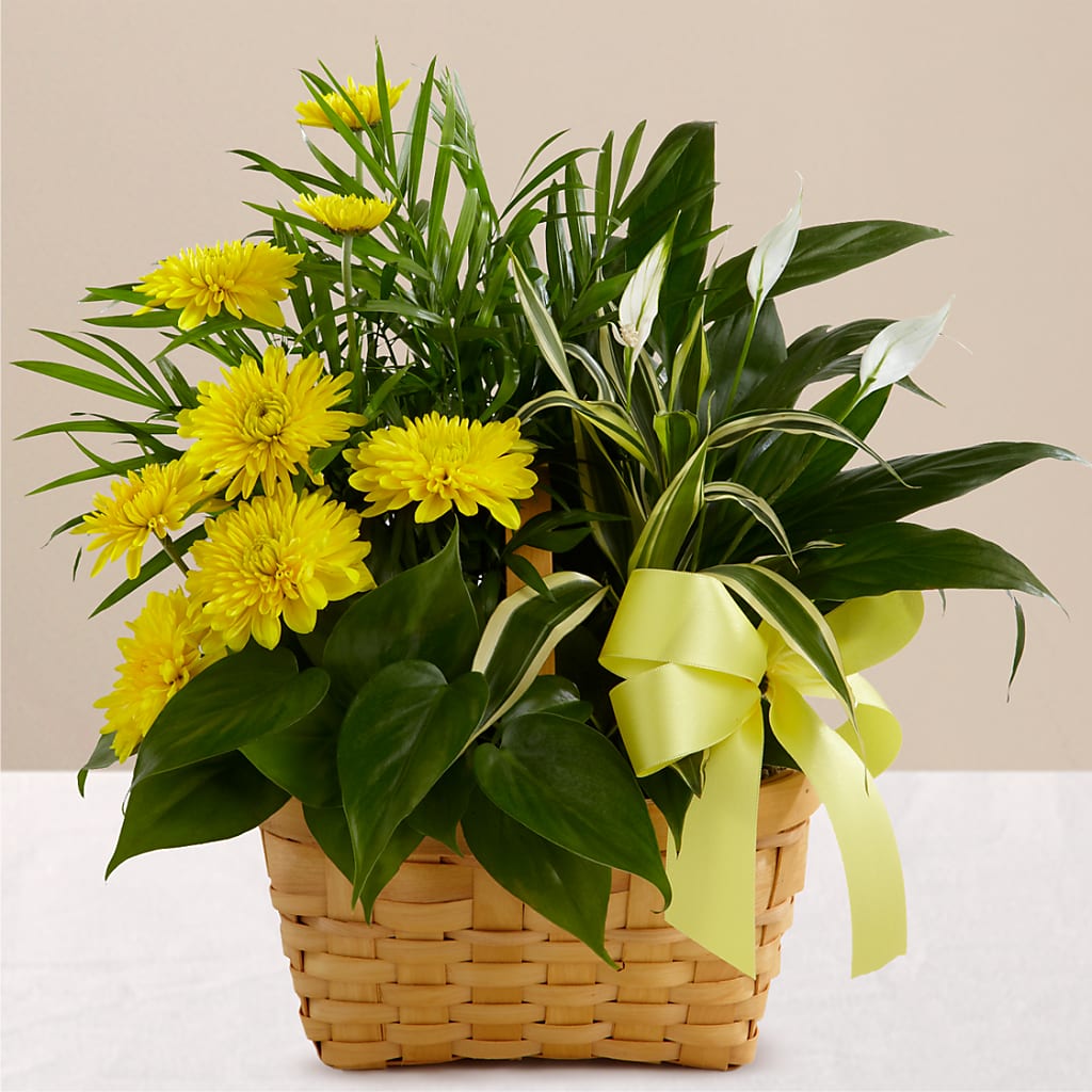 Loving Light Dishgarden – Abell Flower Shop, Abernathy TX