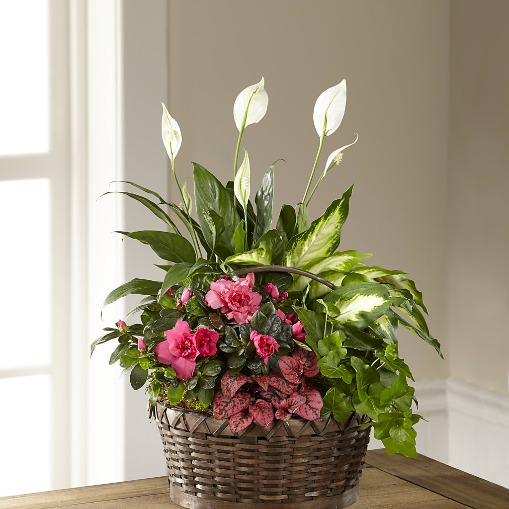 Dream in Pink Dishgarden – Abell Flower Shop, Abernathy TX