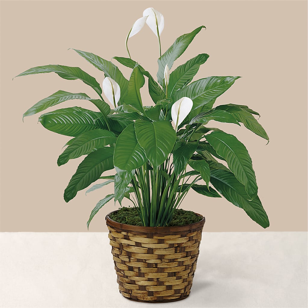 Tranquil Moments Peace Lily Plant – Abell Flower Shop, Abernathy TX