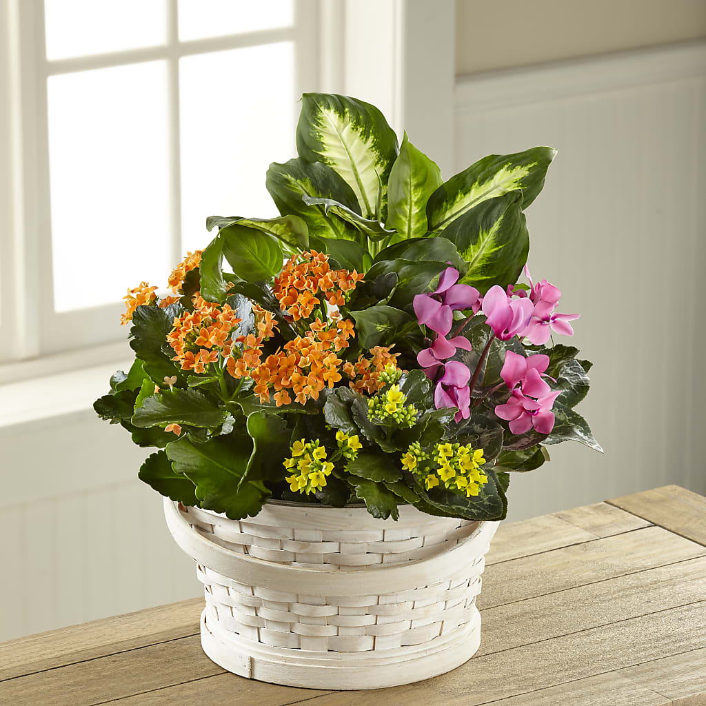 Color Crush Dishgarden – Abell Flower Shop, Abernathy TX