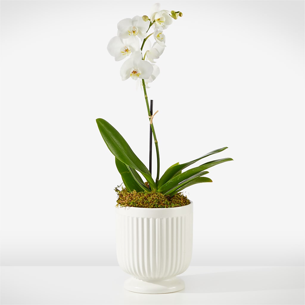 Whispering White Orchid – Abell Flower Shop, Abernathy TX