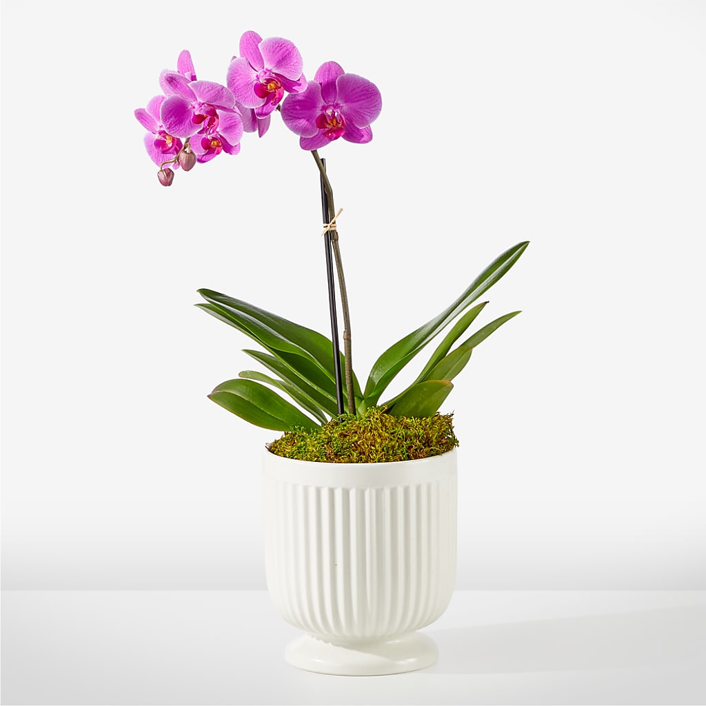 Friendly Fuchsia Orchid – Abell Flower Shop, Abernathy TX