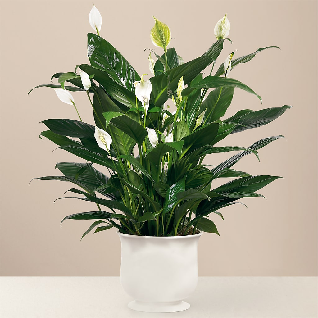 Comfort Planter – Abell Flower Shop, Abernathy TX