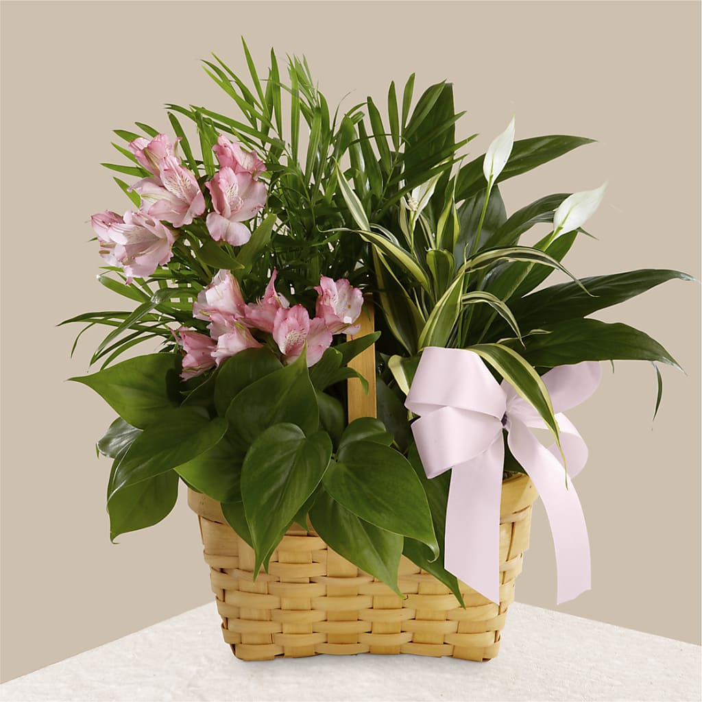 Living Spirit Dishgarden – Abell Flower Shop, Abernathy TX