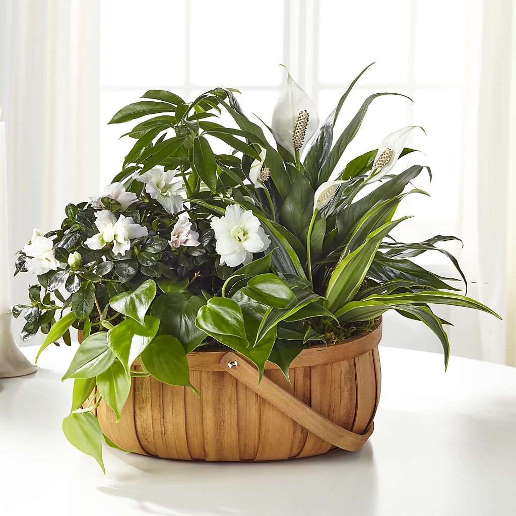 Serene Dishgarden – Abell Flower Shop, Abernathy TX