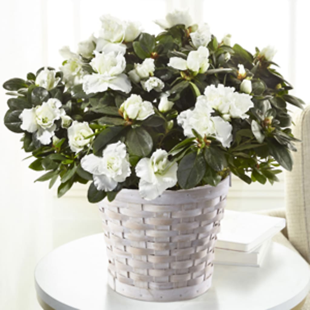 White Azalea Plant – Abell Flower Shop, Abernathy TX