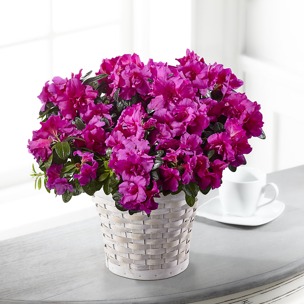Hope & Serenity Azalea Plant – Abell Flower Shop, Abernathy TX