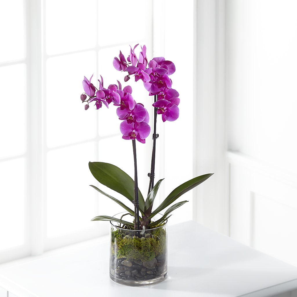 Pink Orchid Plant – Abell Flower Shop, Abernathy TX