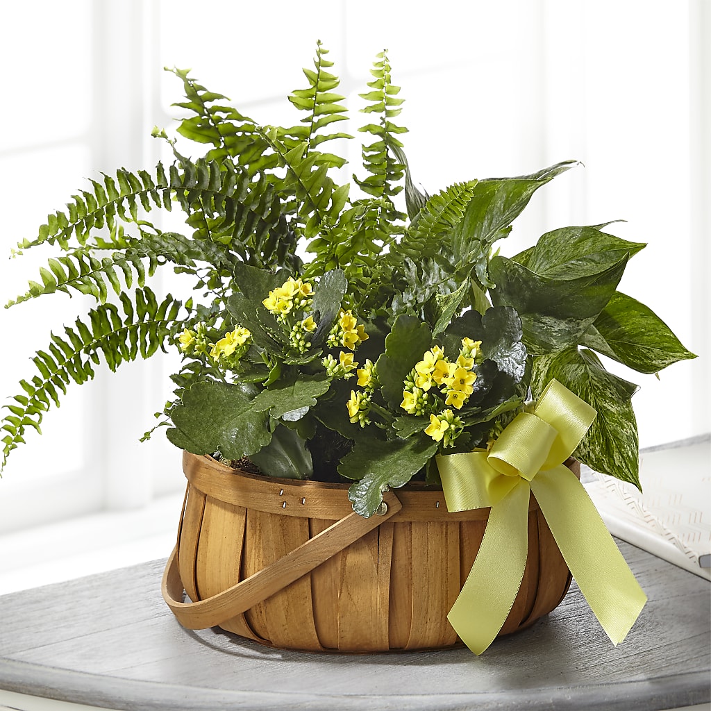 Always Dear Dishgarden – Abell Flower Shop, Abernathy TX