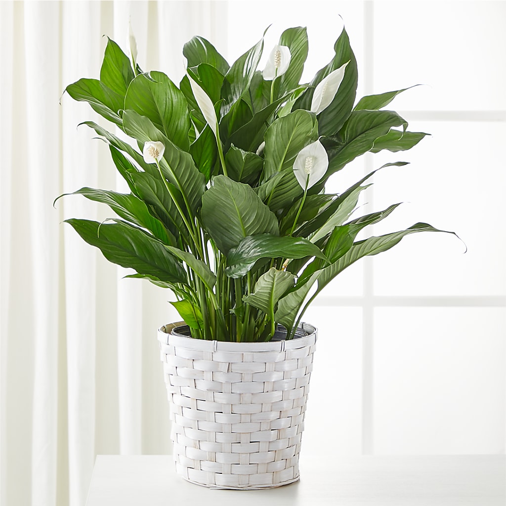 A New Leaf Peace Lily – Abell Flower Shop, Abernathy TX