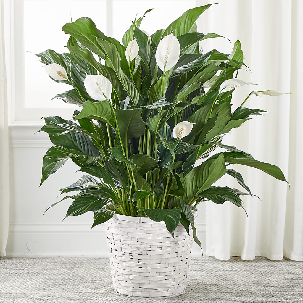 A New Leaf Peace Lily – Abell Flower Shop, Abernathy TX