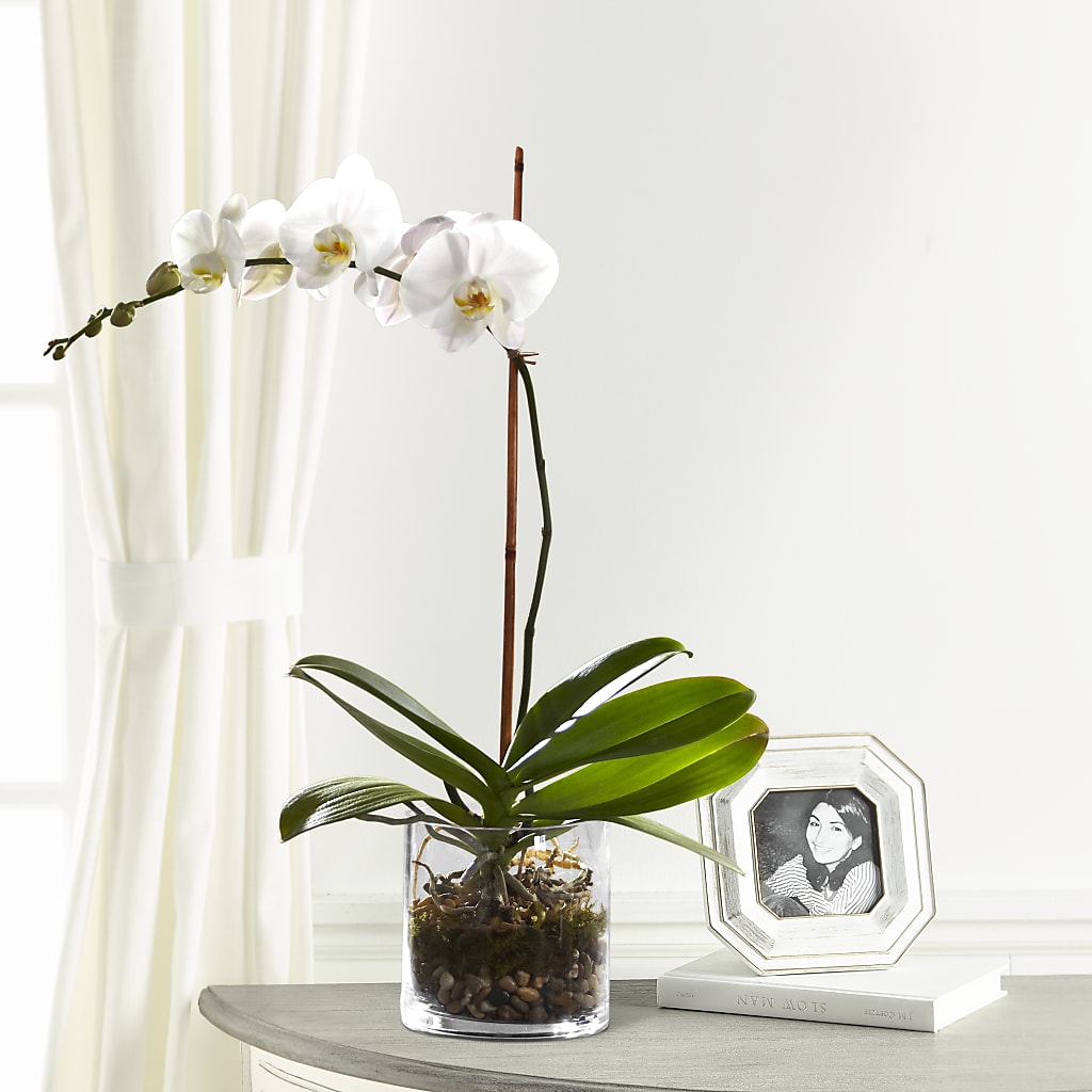 White Orchid Planter – Abell Flower Shop, Abernathy TX
