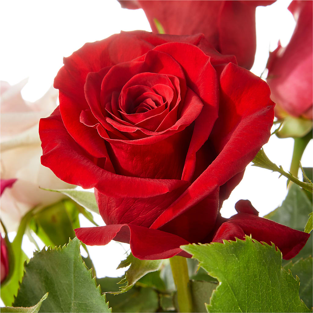 Love Notes Rose Bouquet – Abell Flower Shop, Abernathy TX