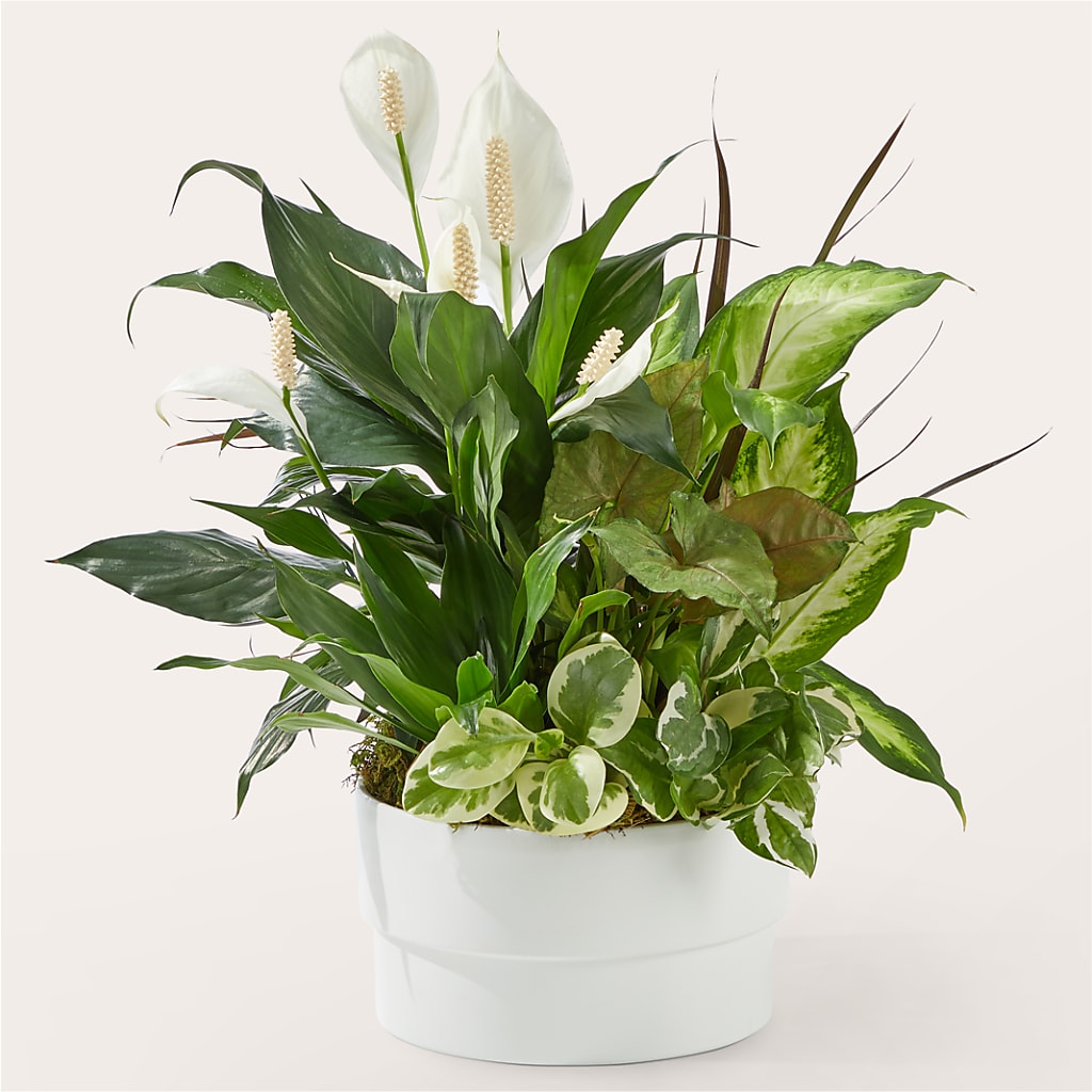Radiating Positivity Dishgarden – Abell Flower Shop, Abernathy TX
