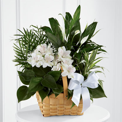 Peace & Serenity Dishgarden –  Abell Flower Shop, Abernathy TX