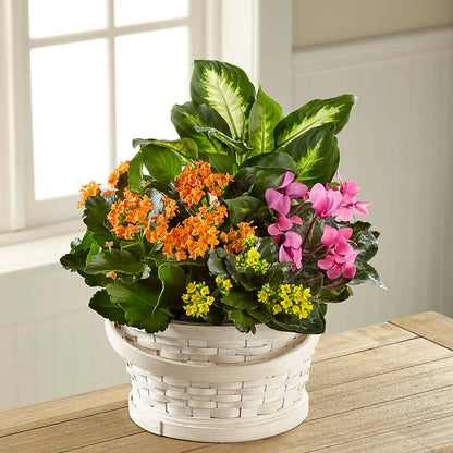 Color Crush Dishgarden –  Abell Flower Shop, Abernathy TX