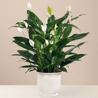 Comfort Planter –  Abell Flower Shop, Abernathy TX