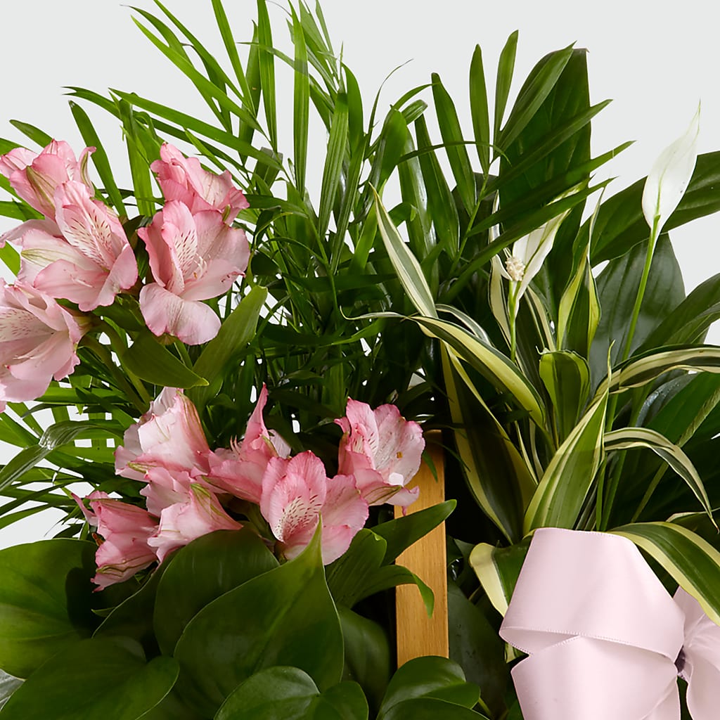 Living Spirit Dishgarden –  Abell Flower Shop, Abernathy TX