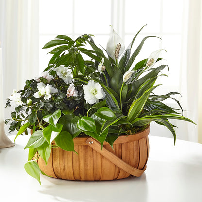 Serene Dishgarden –  Abell Flower Shop, Abernathy TX