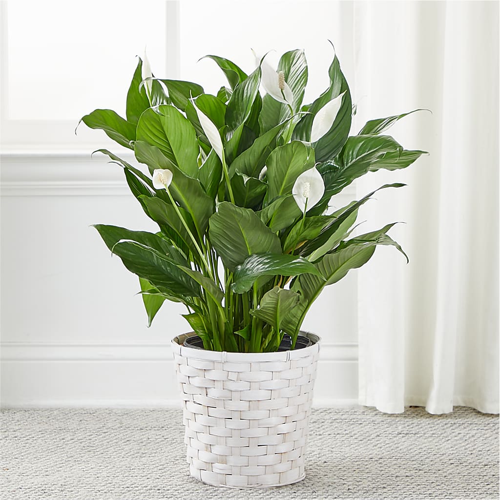 A New Leaf Peace Lily – white flower arrangement | Abernathy, TX