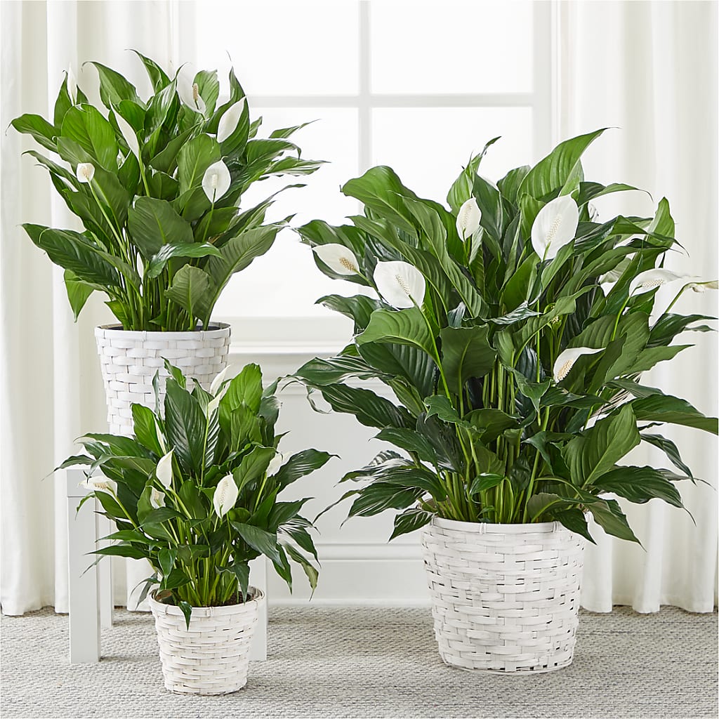 A New Leaf Peace Lily –  Abell Flower Shop, Abernathy TX