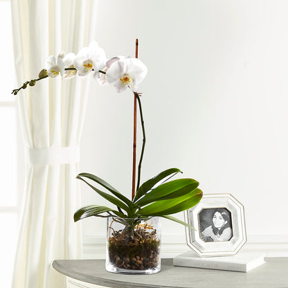 White Orchid Planter –  Abell Flower Shop, Abernathy TX